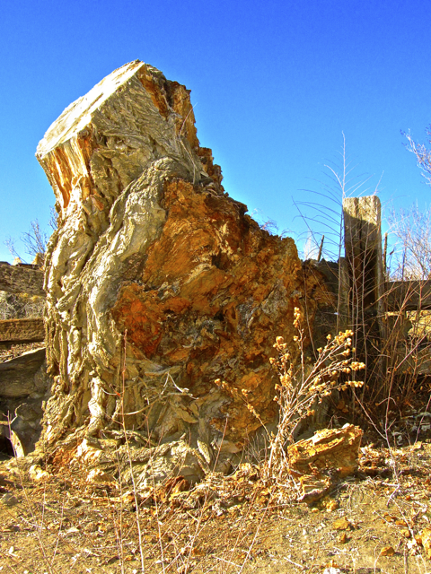 Desert Stump