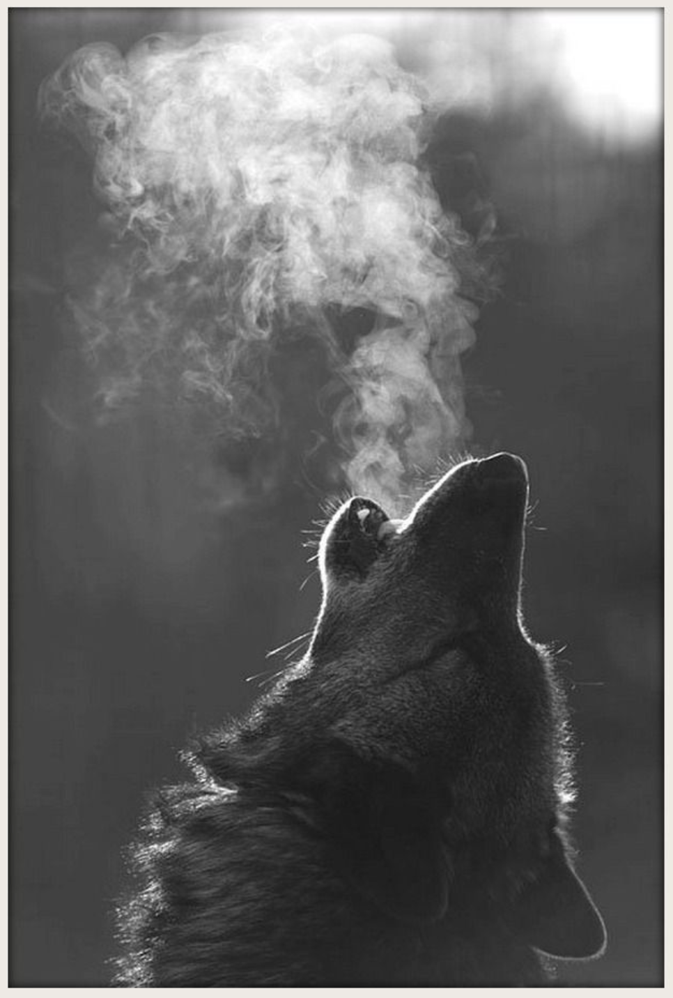 There are Men Too Gentle to Live Among the Wolves