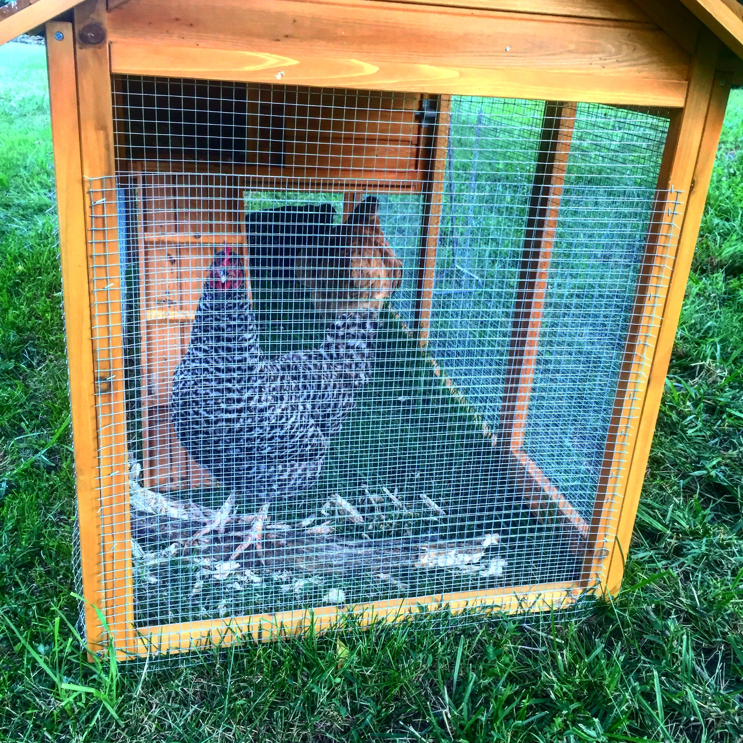 The Rise and Fall of Our Chicken Empire